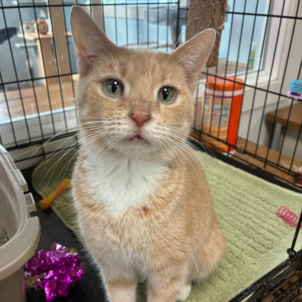 Enlarge Pumpkin, a Adoptable Domestic Short Hair in South Haven, MI image 3/6