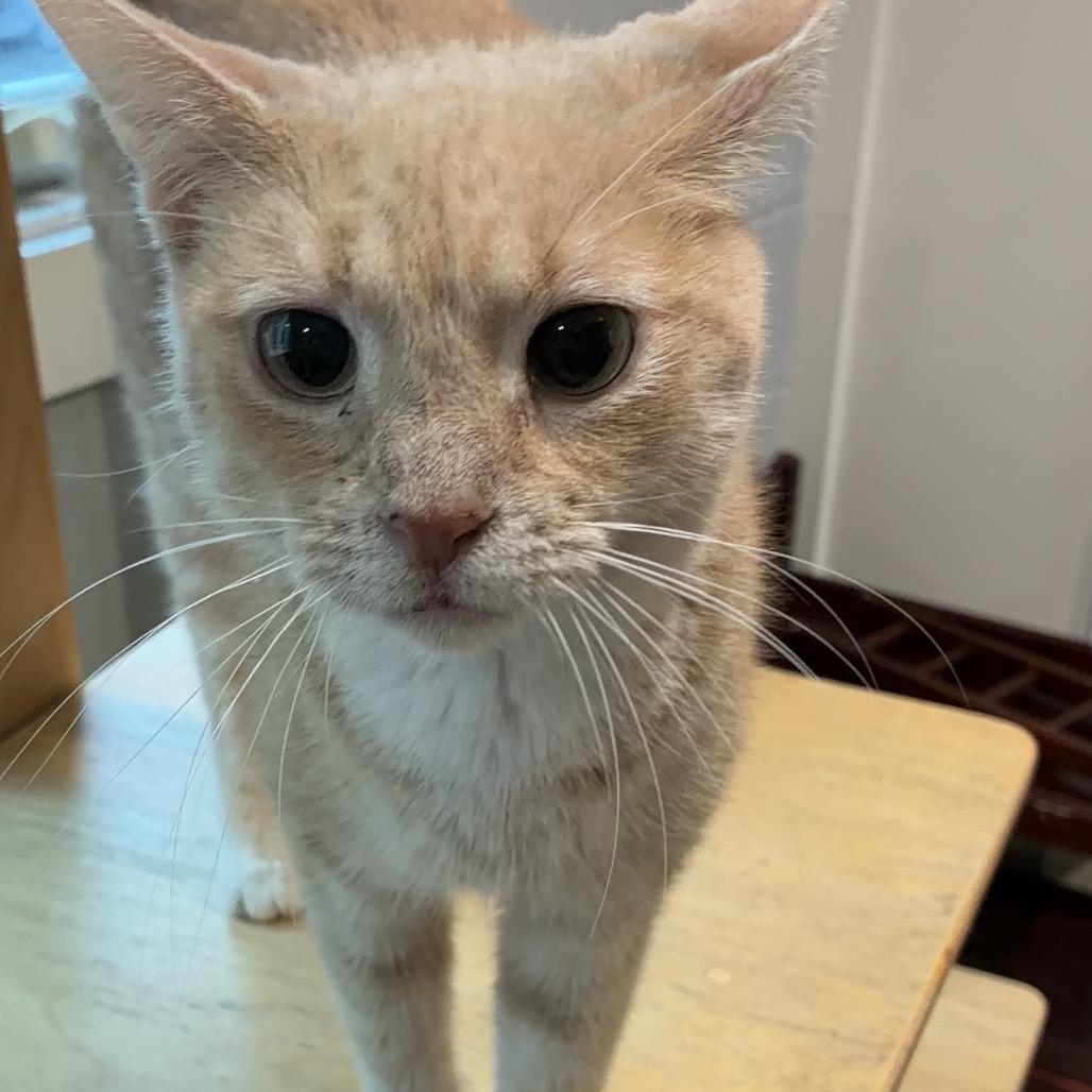 Enlarge Pumpkin, a Adoptable Domestic Short Hair in South Haven, MI image 3/6