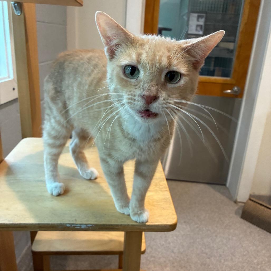 Enlarge Pumpkin, a Adoptable Domestic Short Hair in South Haven, MI image 4/6