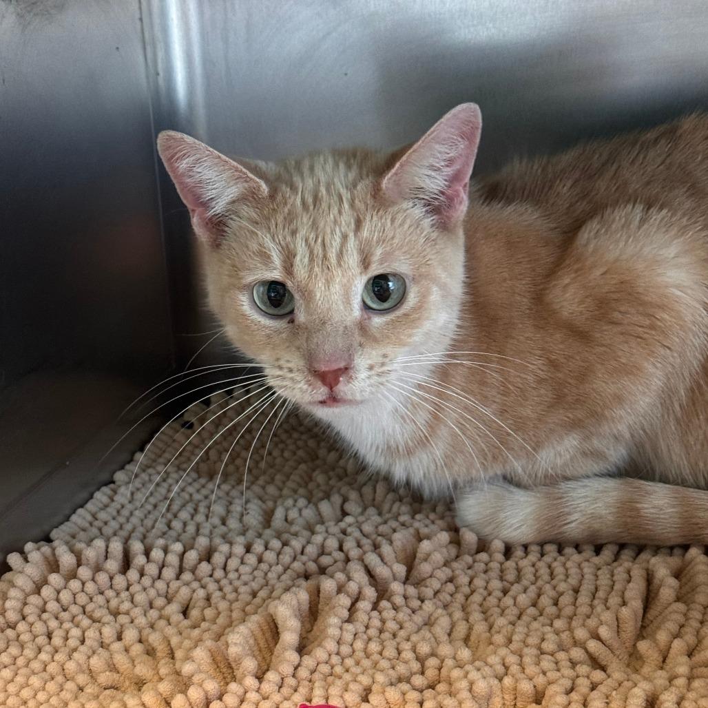 Pumpkin, Adoptable, Adult Female Domestic Short Hair.
