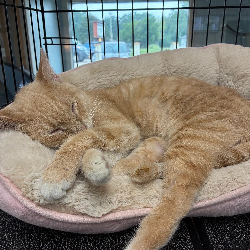 Enlarge Pumpkin, a Adoptable Domestic Short Hair in South Haven, MI image 6/6