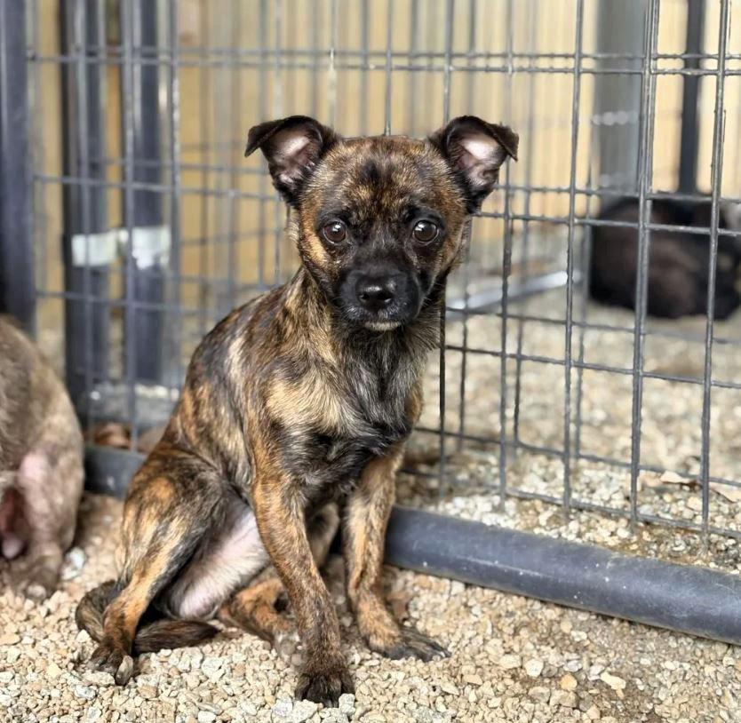 Sunny, Adoptable, Adult Male Mixed Breed.