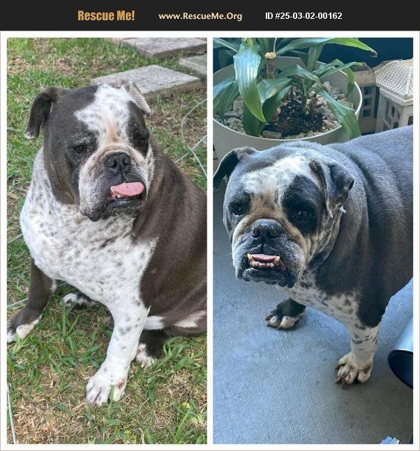 Oreo, Adoptable, Senior Male English Bulldog.