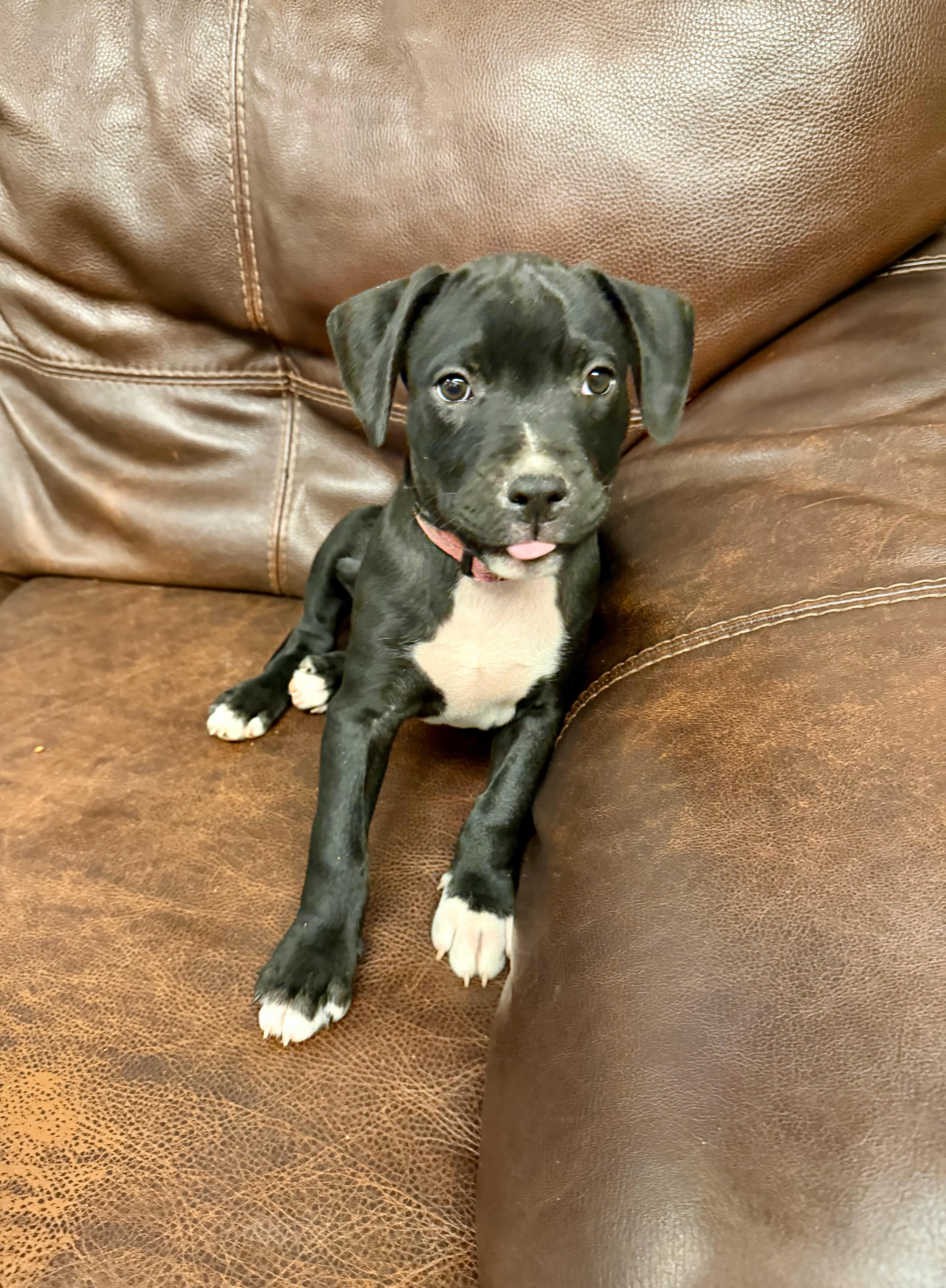 Atlas, ADOPTABLE, Young Male Pit Bull Terrier.