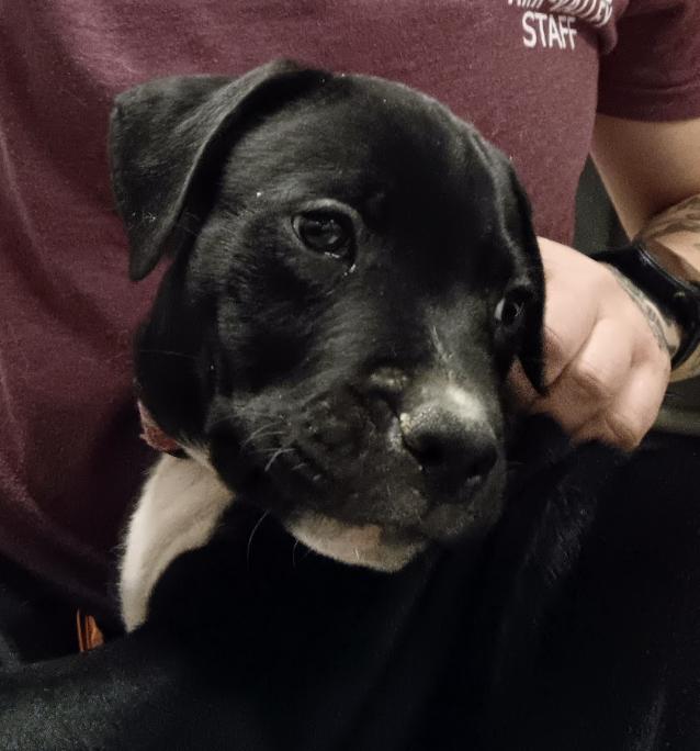 Enlarge Atlas, a ADOPTABLE Pit Bull Terrier in Buena Vista, CO image 2/2