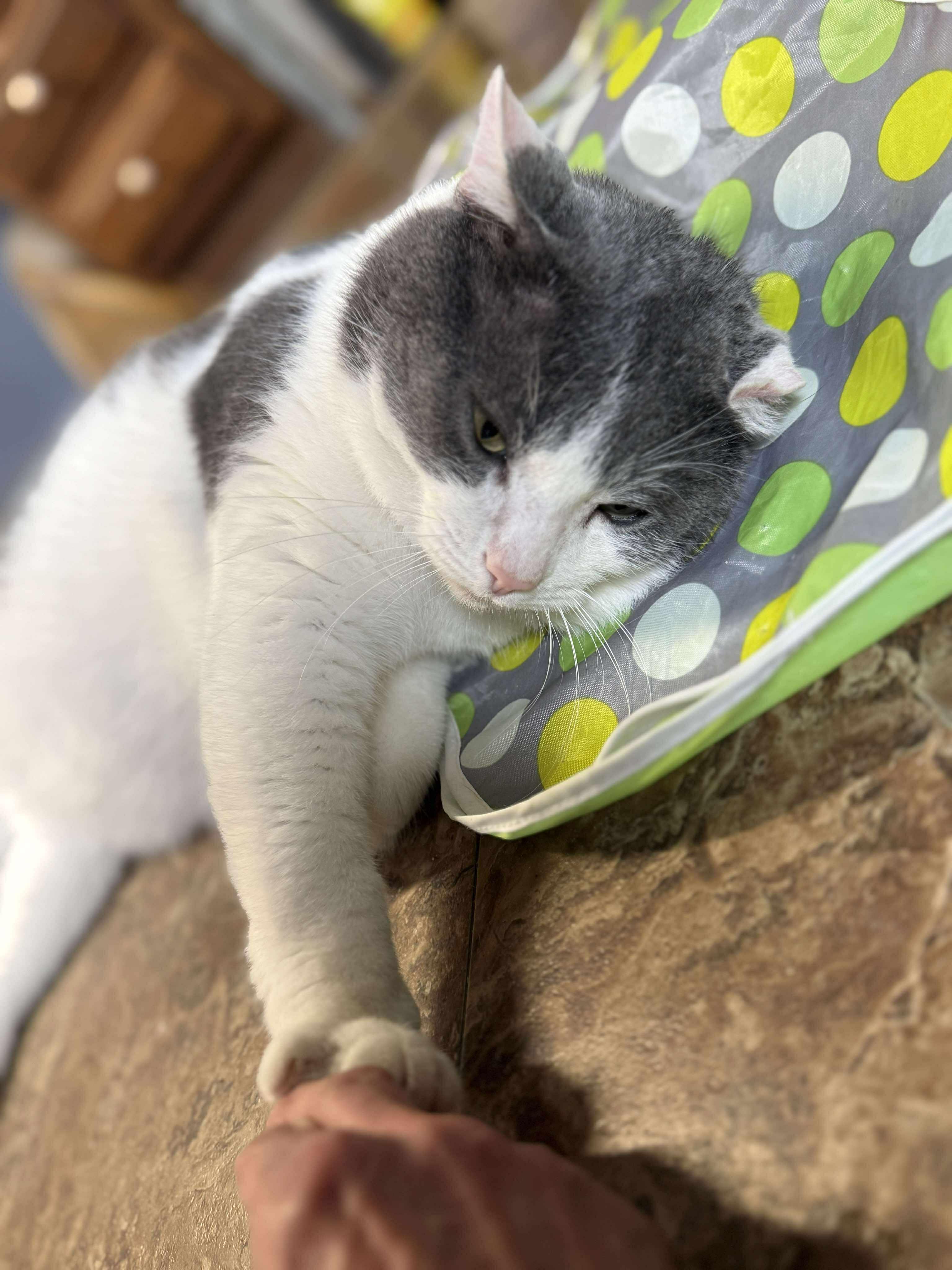 Pascal, Adoptable, Adult Male Domestic Short Hair.