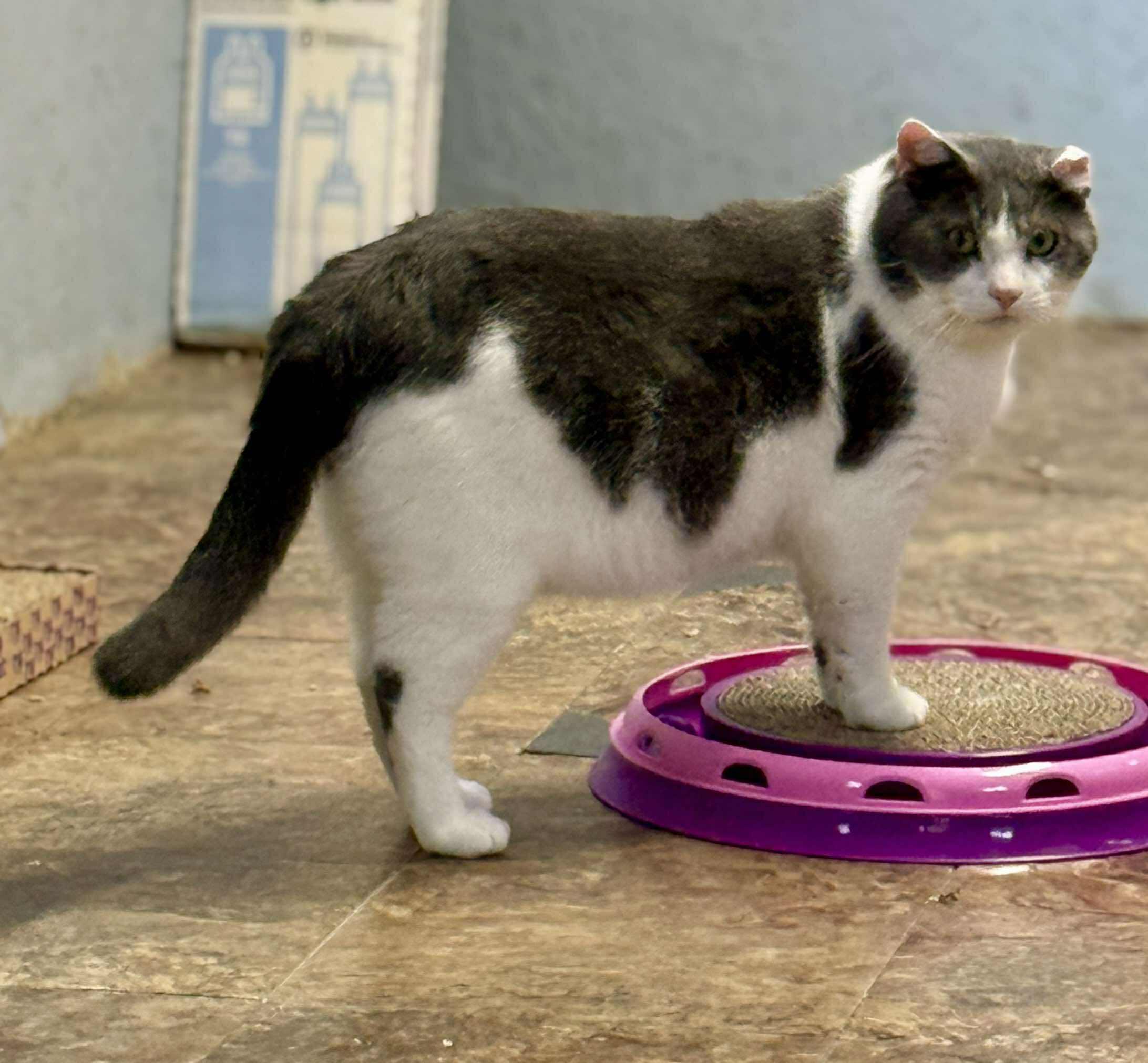 Pascal, a Adoptable Domestic Short Hair in Talbott, TN image 2/5