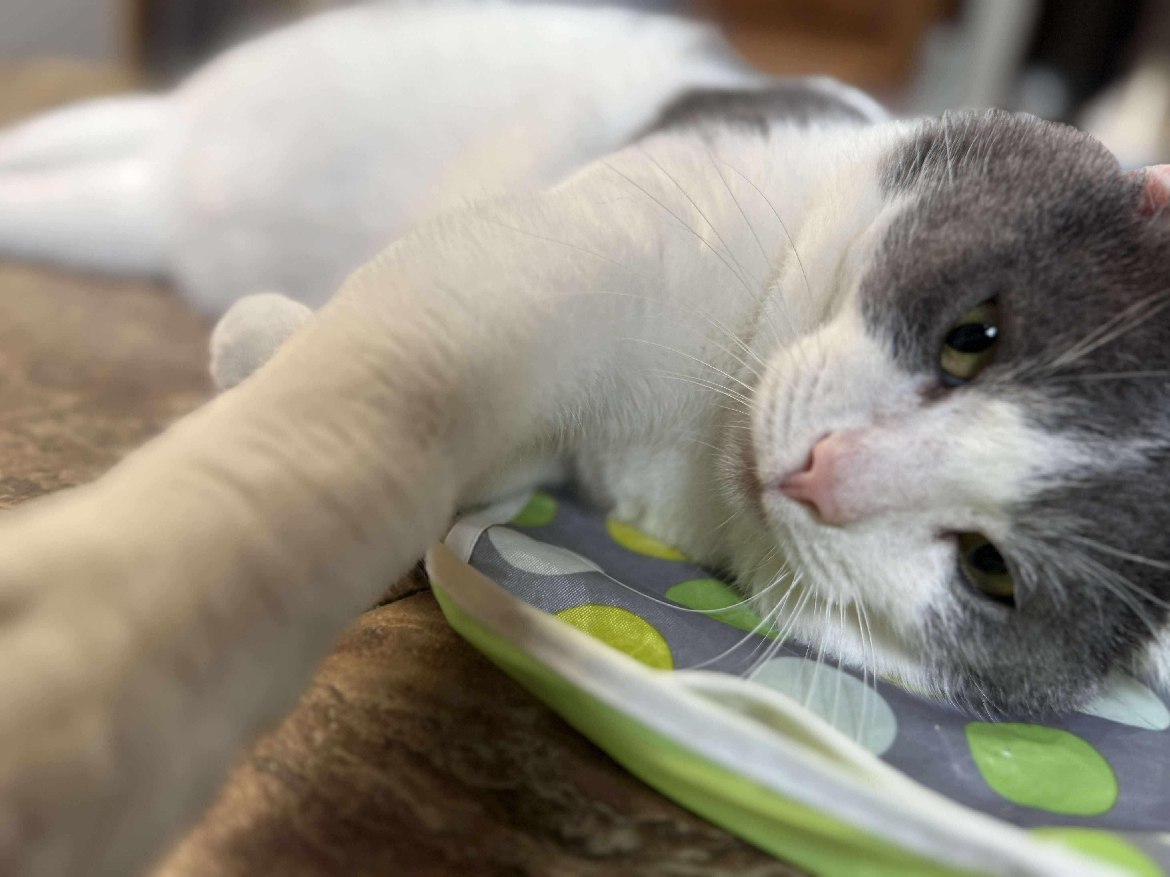 Pascal, a Adoptable Domestic Short Hair in Talbott, TN image 3/5