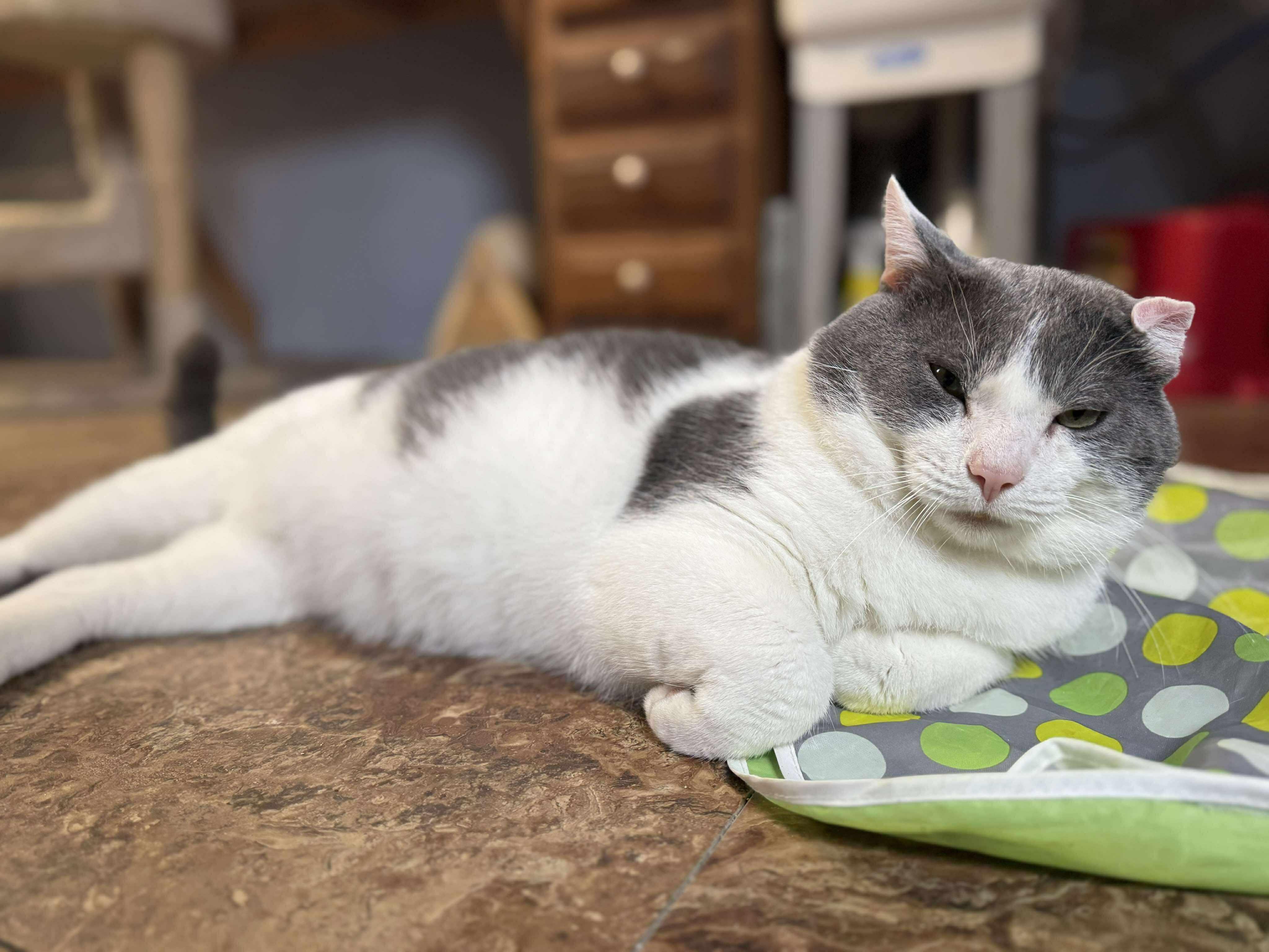 Pascal, Adoptable, Adult Male Domestic Short Hair.