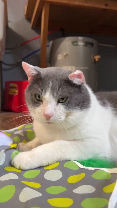 Enlarge Pascal, a Adoptable Domestic Short Hair in Talbott, TN video 5/5