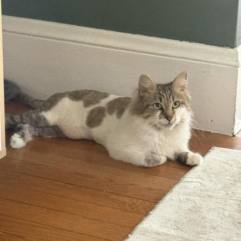 Maggie, ADOPTABLE, Young Female Domestic Long Hair.