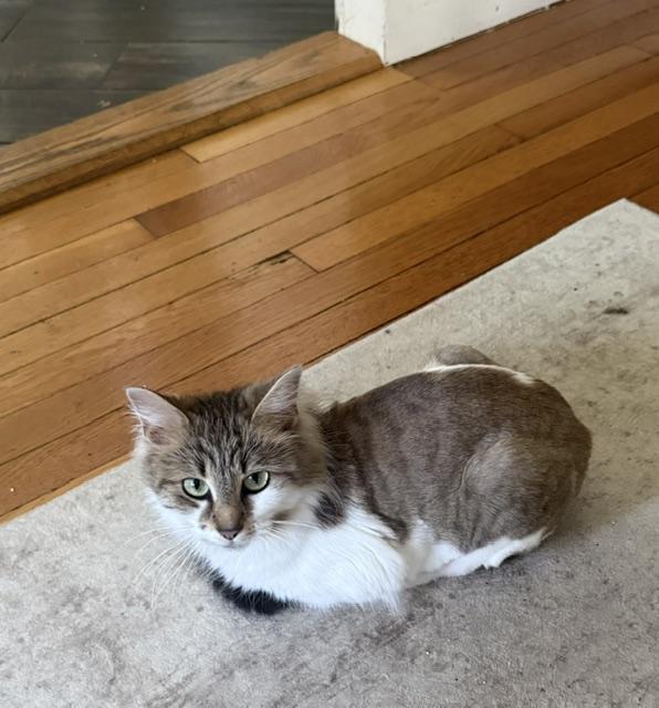 Enlarge Maggie, a ADOPTABLE Domestic Long Hair in Medford, MA image 5/6