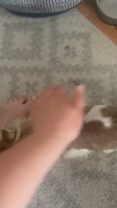 Enlarge Maggie, a ADOPTABLE Domestic Long Hair in Medford, MA video 6/6
