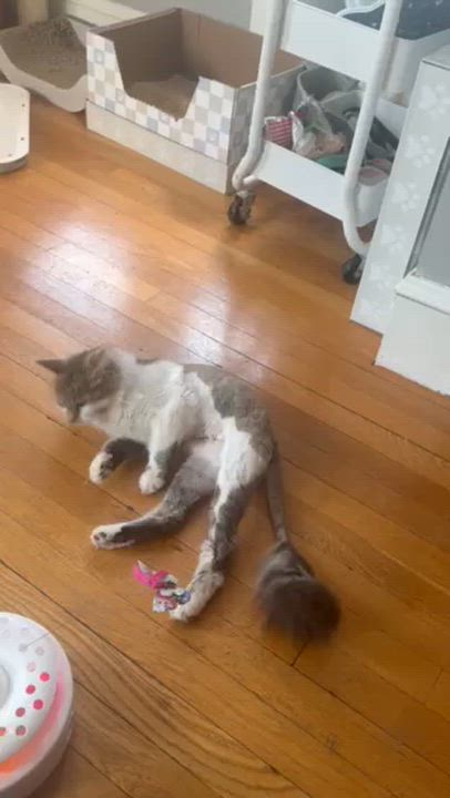 Enlarge Maggie, a ADOPTABLE Domestic Long Hair in Medford, MA video 4/6