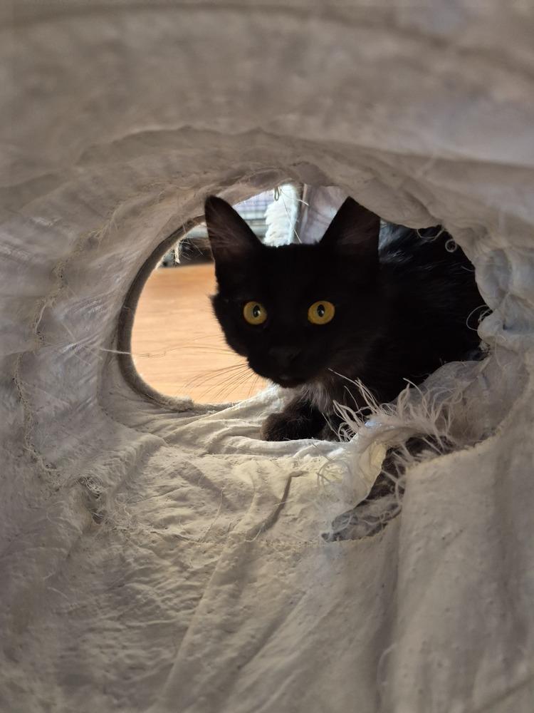 Enlarge Trixie, a ADOPTABLE Domestic Long Hair in Wild Rose, WI image 2/2