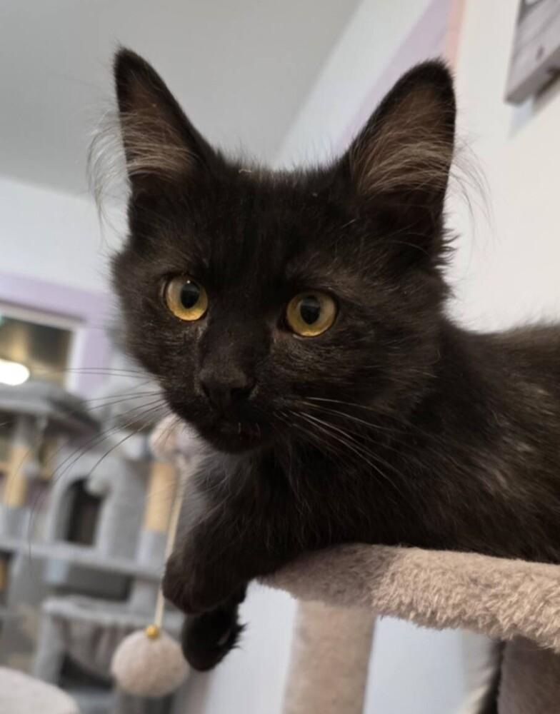 Trixie, ADOPTABLE, Young Female Domestic Long Hair.