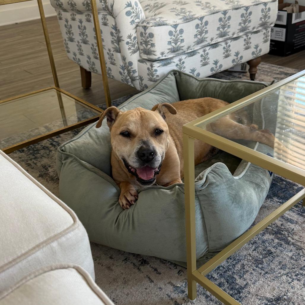 Shawty, Adoptable, Senior Male Mixed Breed.