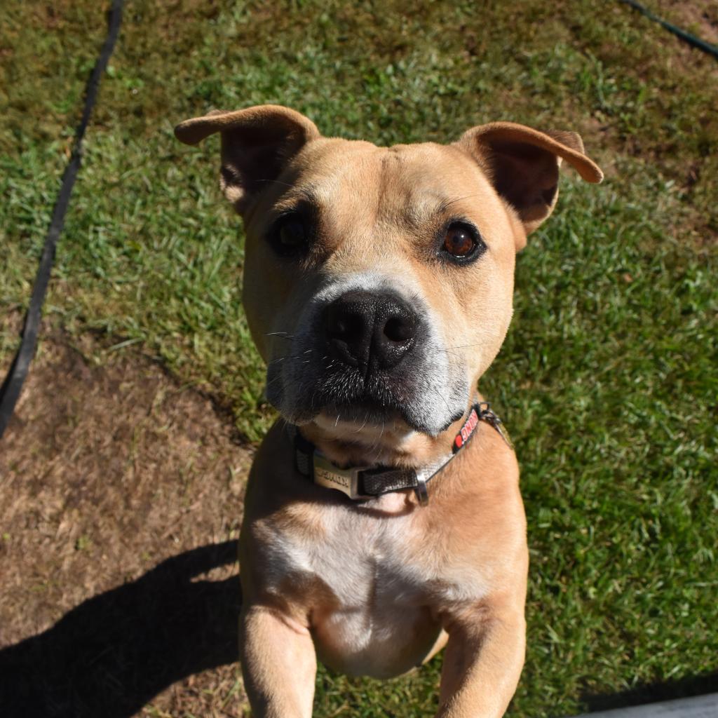 Shawty, a Adoptable mixed breed in Auburn, AL image 1/6