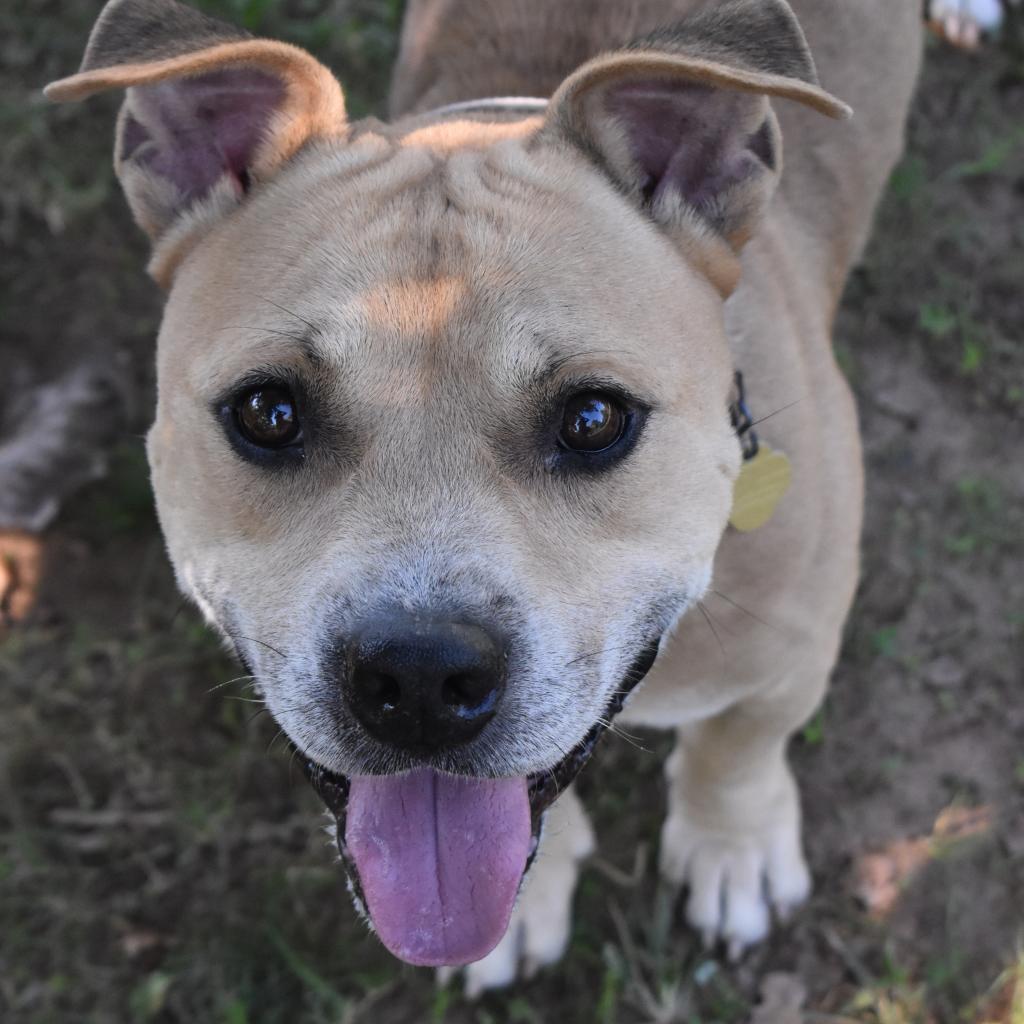 Shawty, a Adoptable mixed breed in Auburn, AL image 2/6