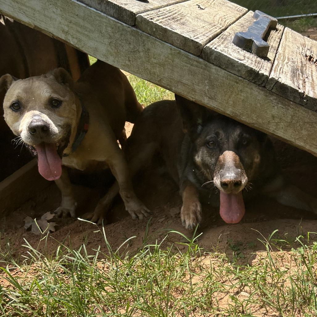 Enlarge Shawty, a Adoptable Mixed Breed in Auburn, AL image 2/6