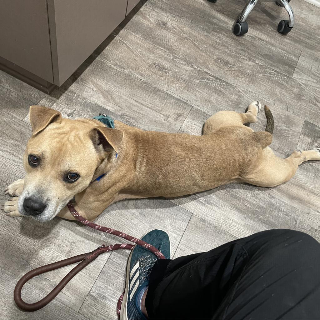 Shawty, a Adoptable mixed breed in Auburn, AL image 3/6