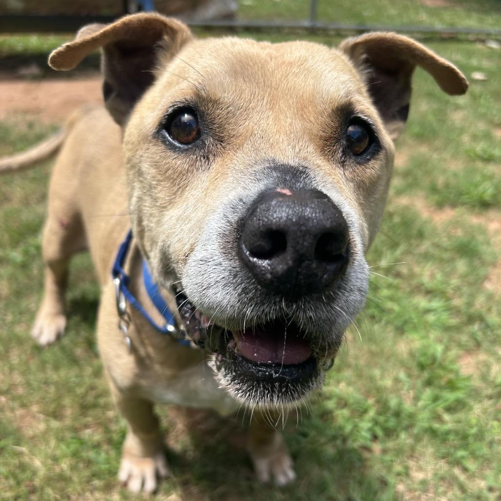 Enlarge Shawty, a Adoptable Mixed Breed in Auburn, AL image 3/6
