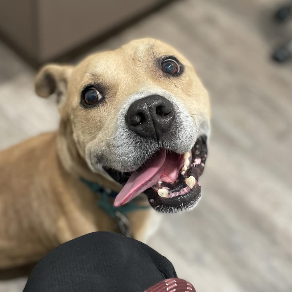Shawty, a Adoptable mixed breed in Auburn, AL image 4/6