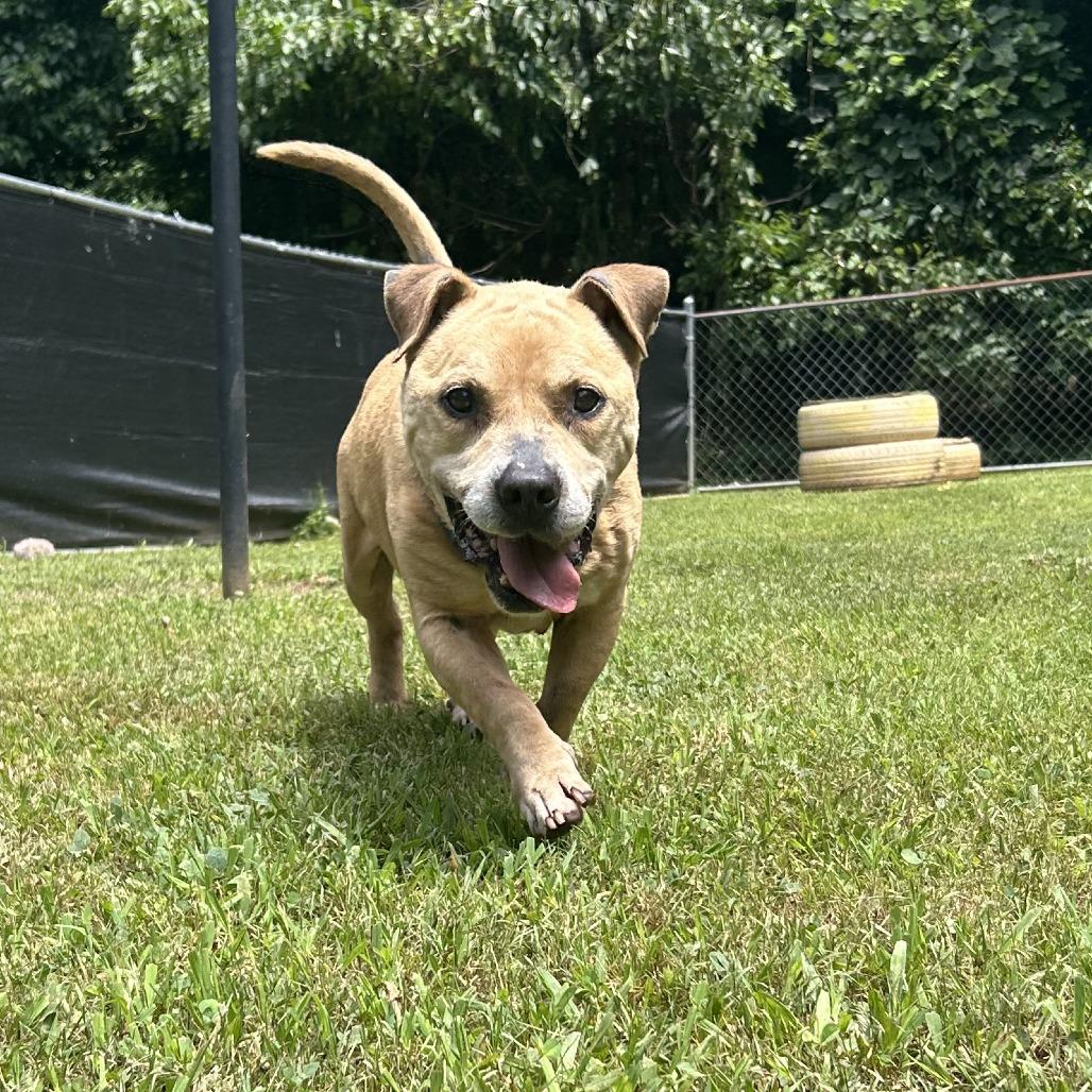 Enlarge Shawty, a Adoptable Mixed Breed in Auburn, AL image 4/6