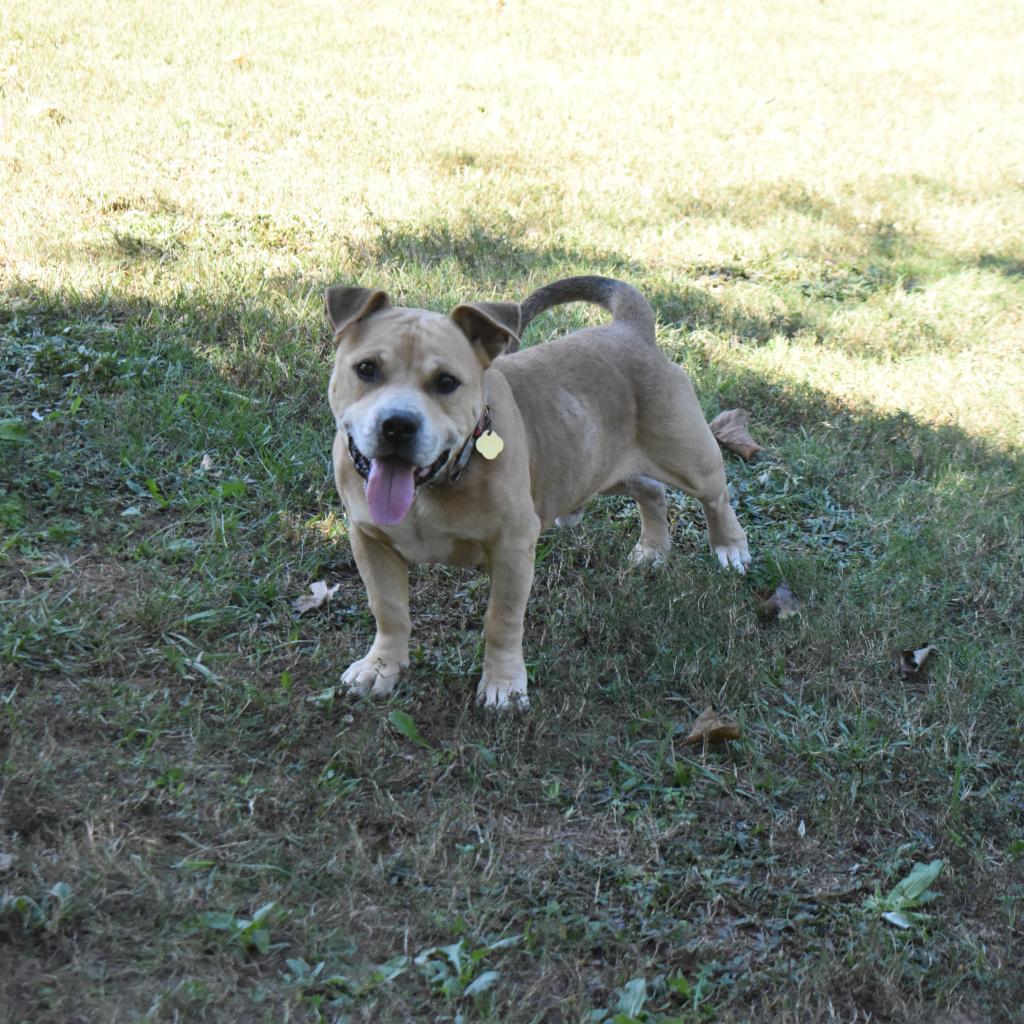 Shawty, a Adoptable mixed breed in Auburn, AL image 5/6