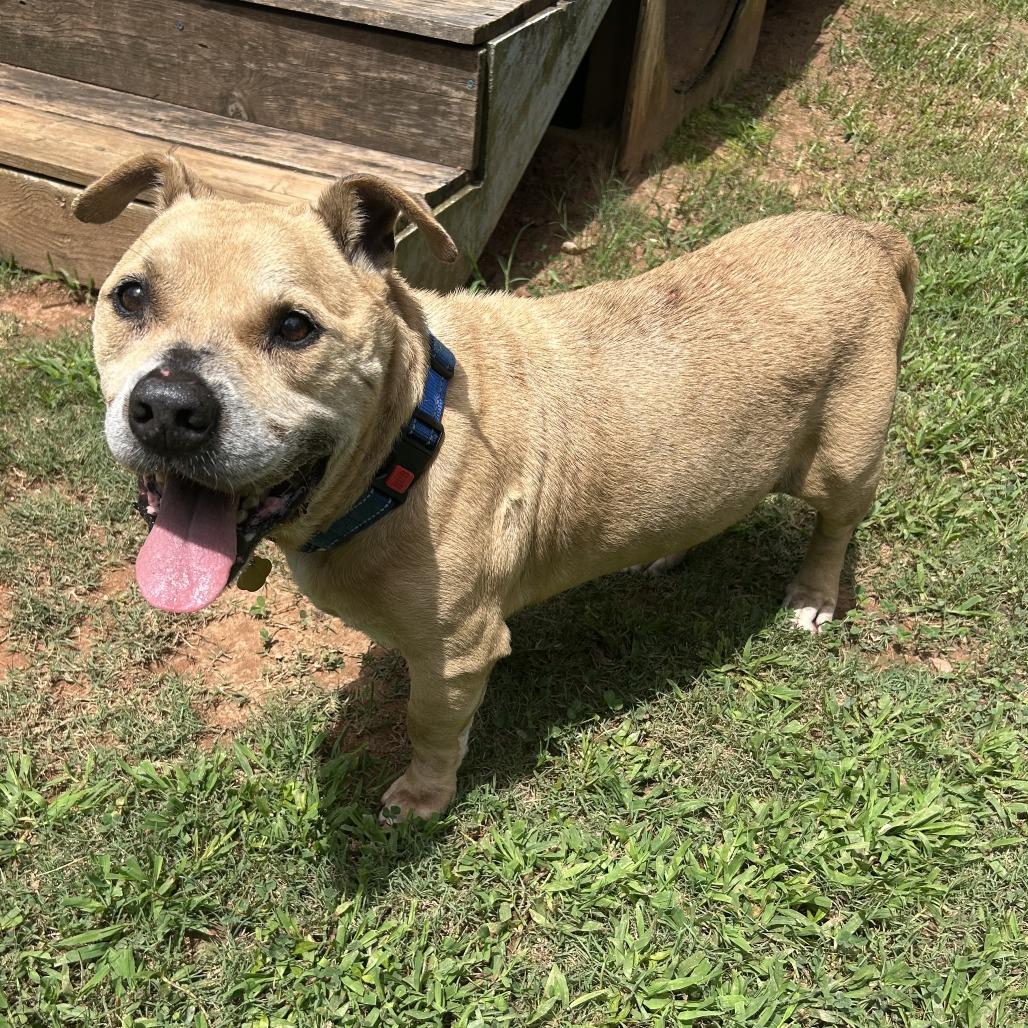 Enlarge Shawty, a Adoptable Mixed Breed in Auburn, AL image 5/6