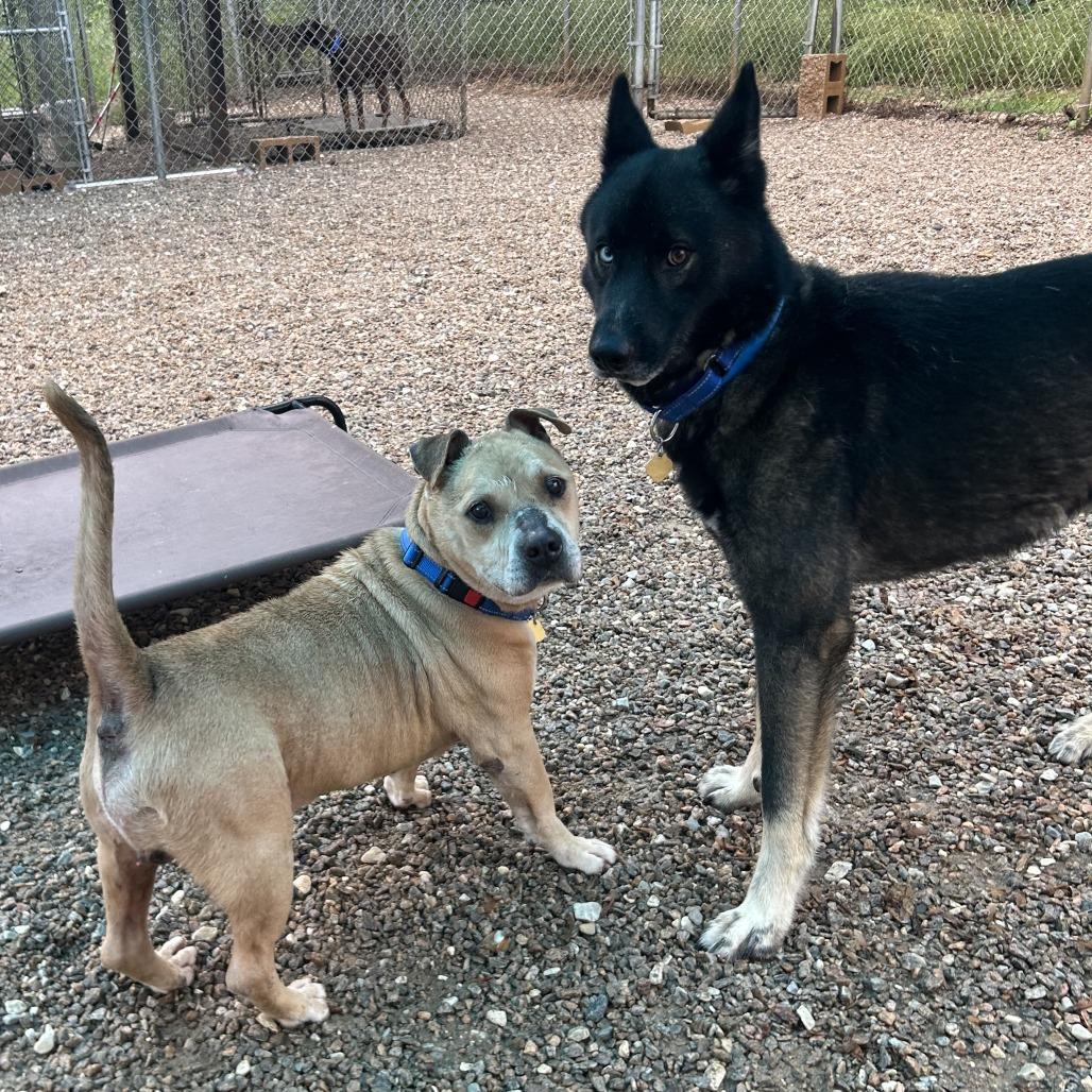Enlarge Shawty, a Adoptable Mixed Breed in Auburn, AL image 6/6