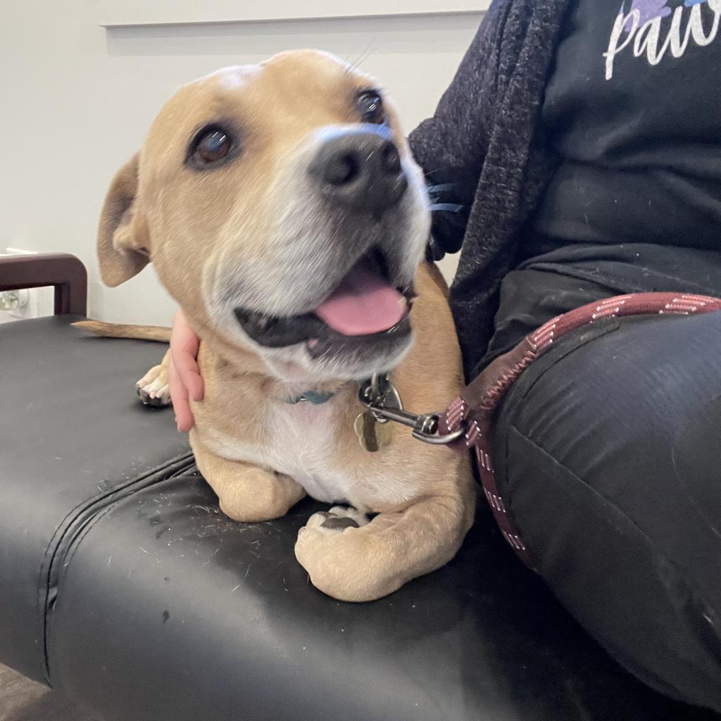 Shawty, a Adoptable mixed breed in Auburn, AL image 6/6