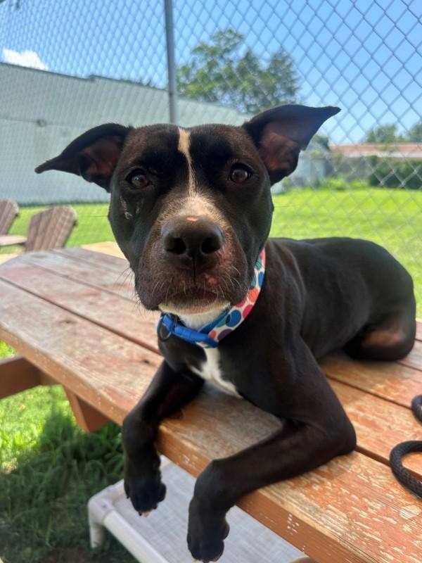 Safe In My Skin - In Foster, Adoptable, Young Female Pit Bull Terrier.