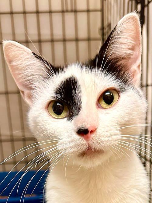 Mozzarellawillow Grove thumbnail 3