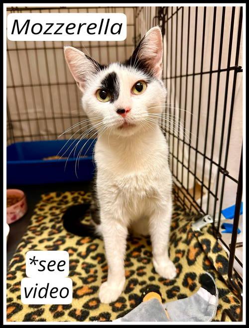 Mozzarellawillow Grove thumbnail 2