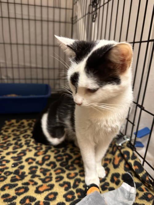 Mozzarellawillow Grove thumbnail 4