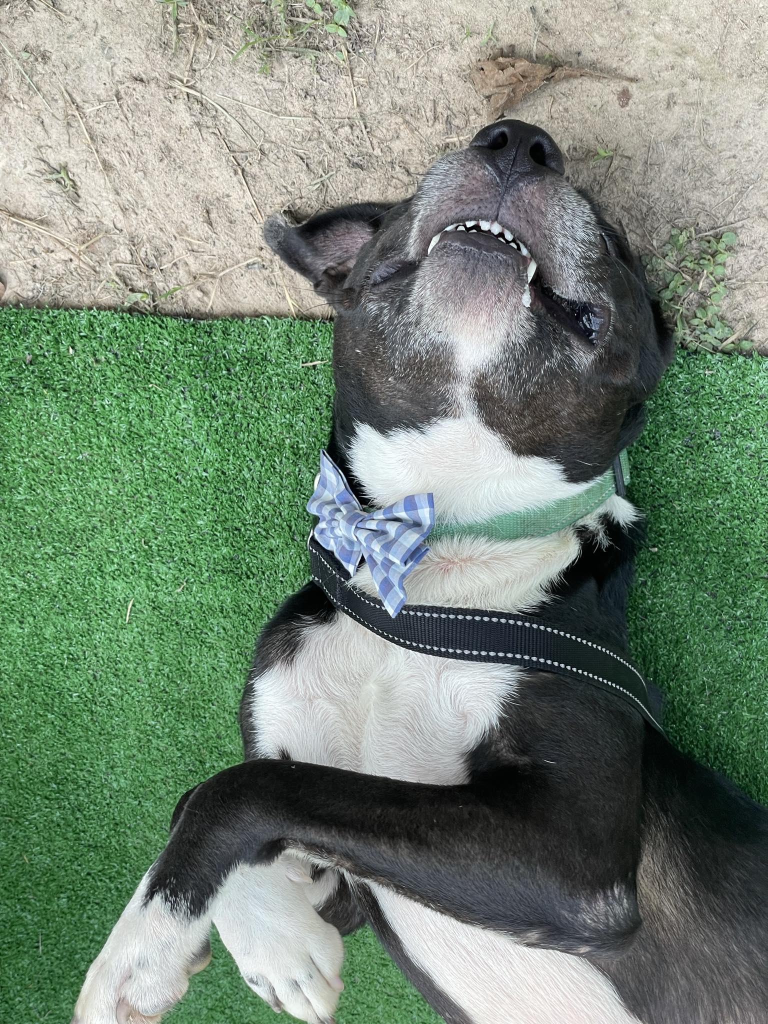 Dog for adoption Scooter, a Pit Bull Terrier Mix in Grove City, PA