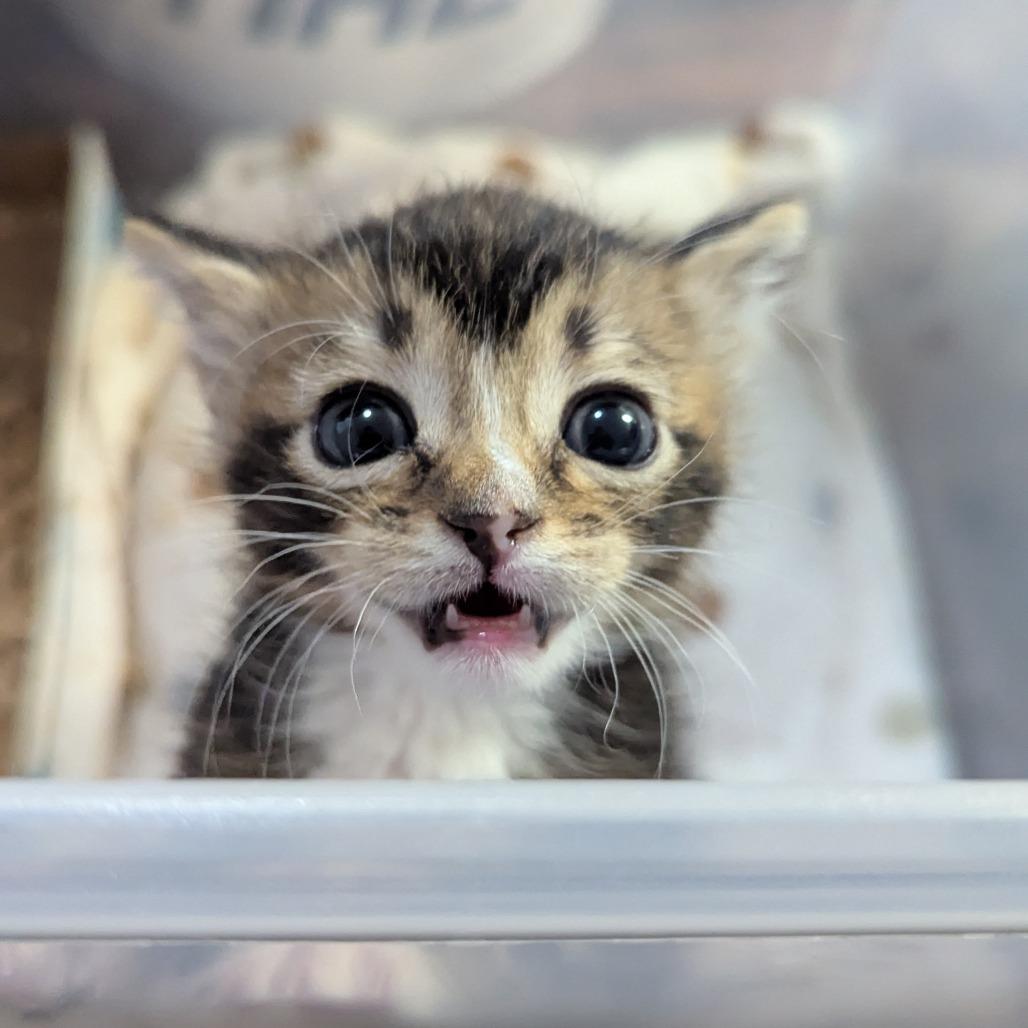 Tom, a Adoptable Domestic Short Hair in Valdosta , GA image 1/2