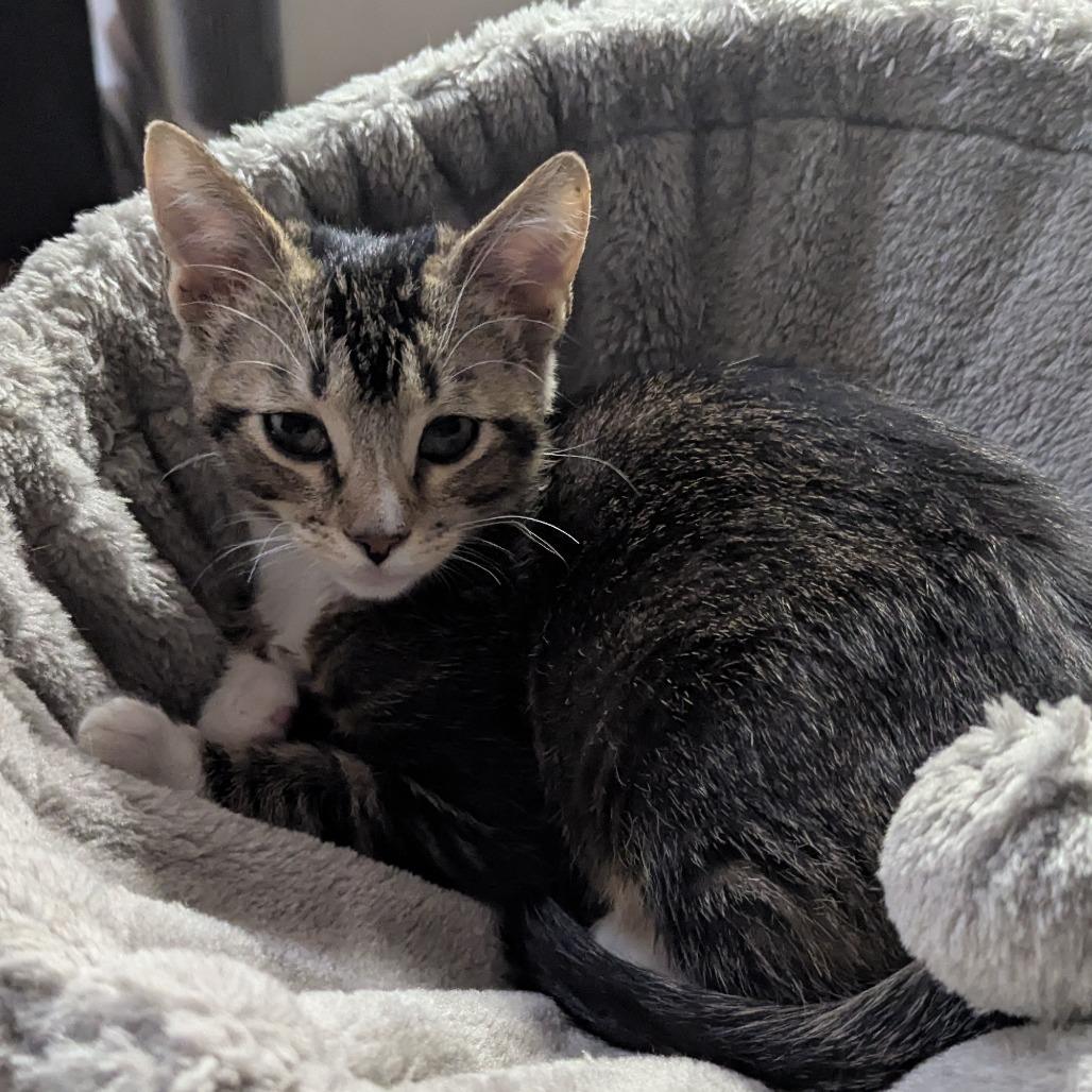 Tom, a Adoptable Domestic Short Hair in Valdosta , GA image 2/2