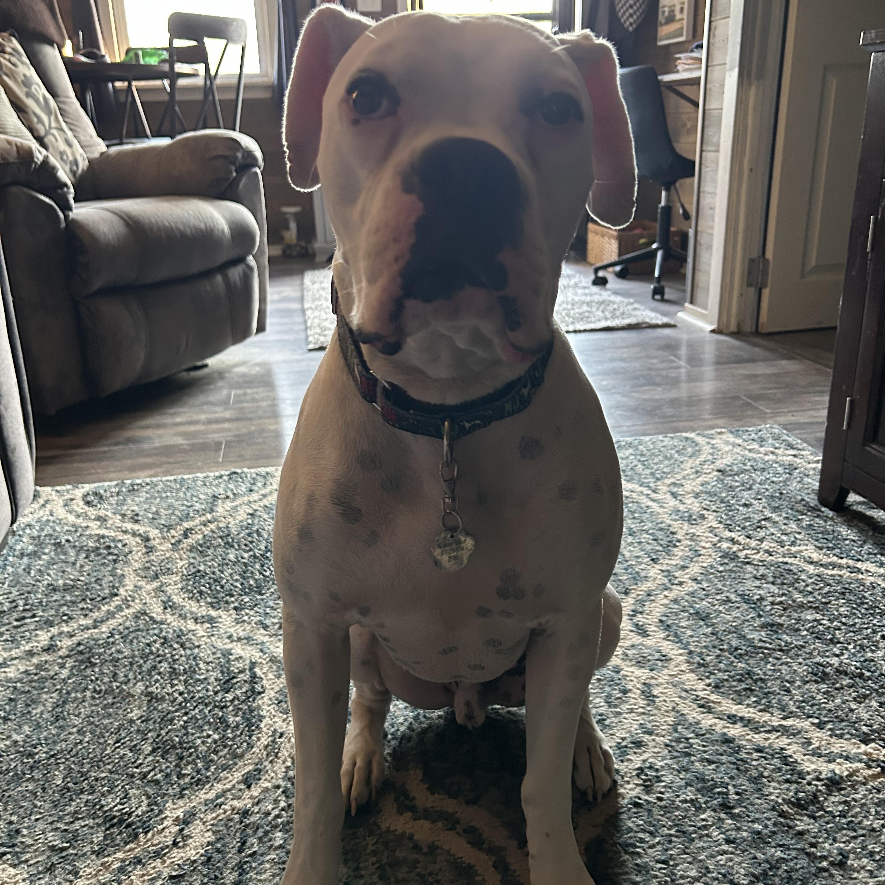 Titian, adopted, Adult Male Boxer.