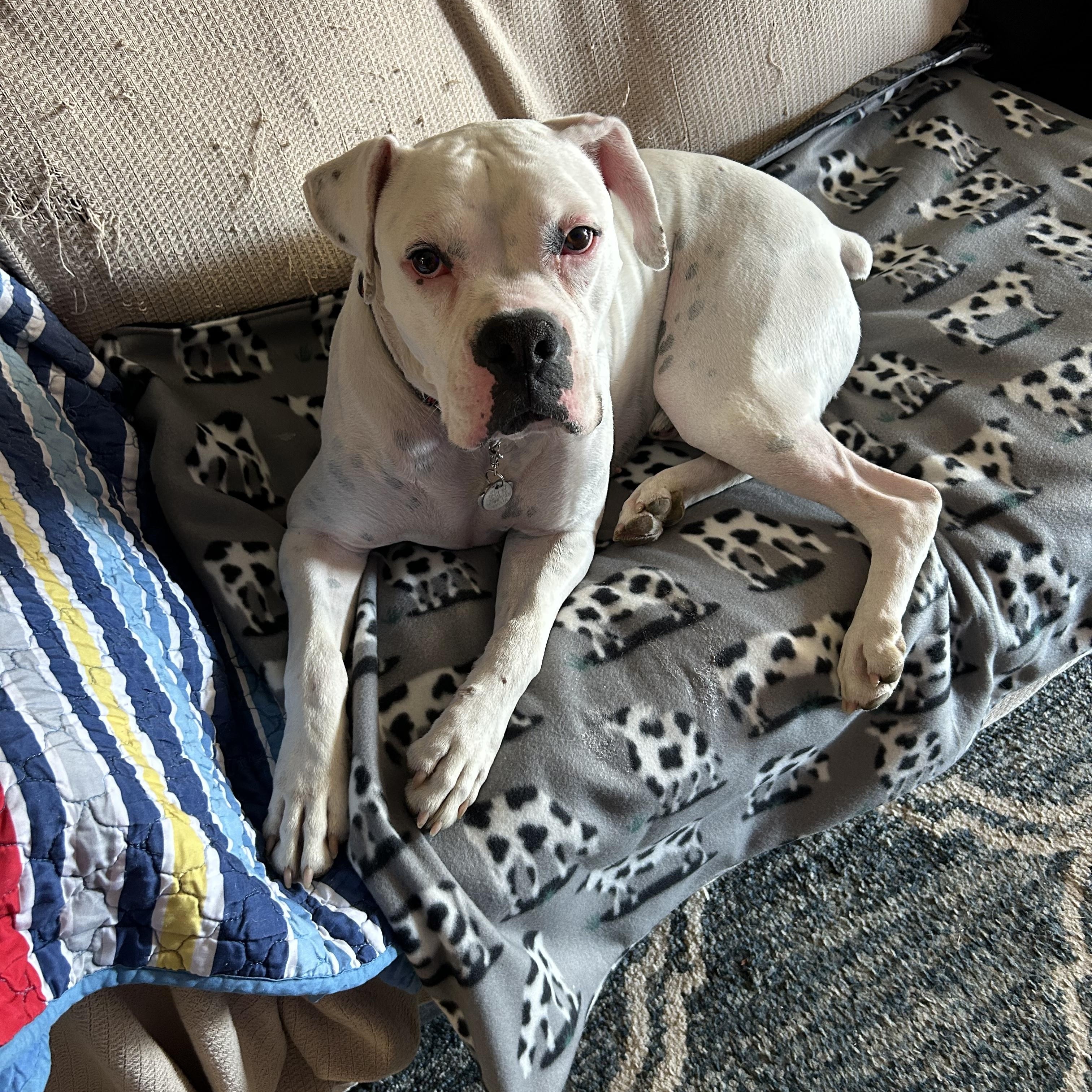 Titian, an adopted Boxer in Middlesex, NJ image 3/5