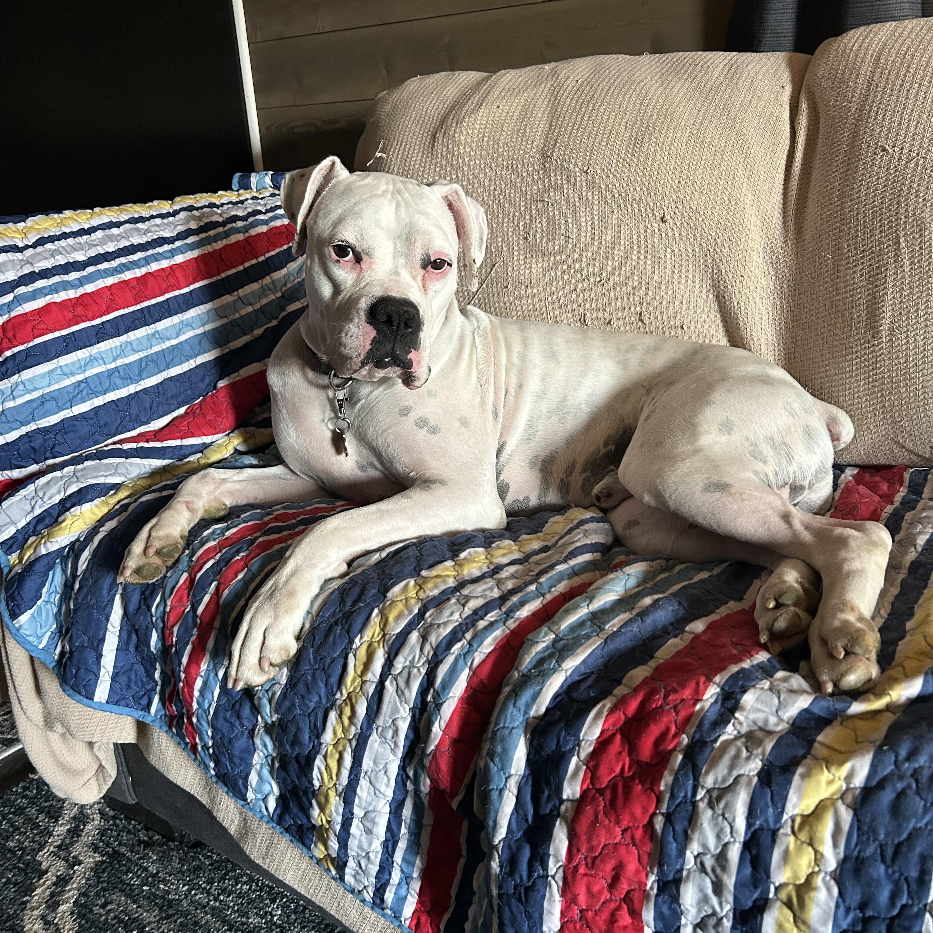 Titian, an adopted Boxer in Middlesex, NJ image 5/5