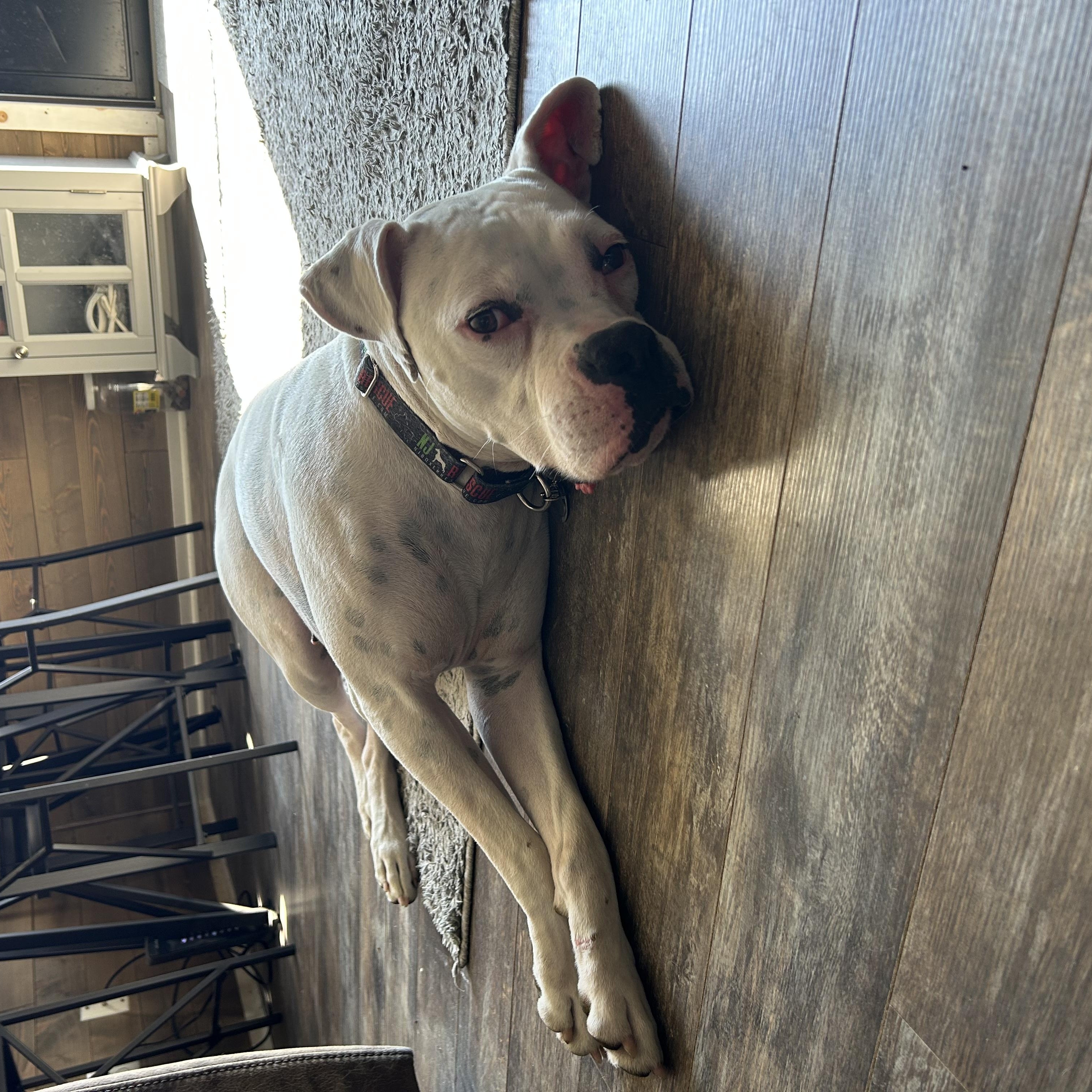 Titian, an adopted Boxer in Middlesex, NJ image 2/5