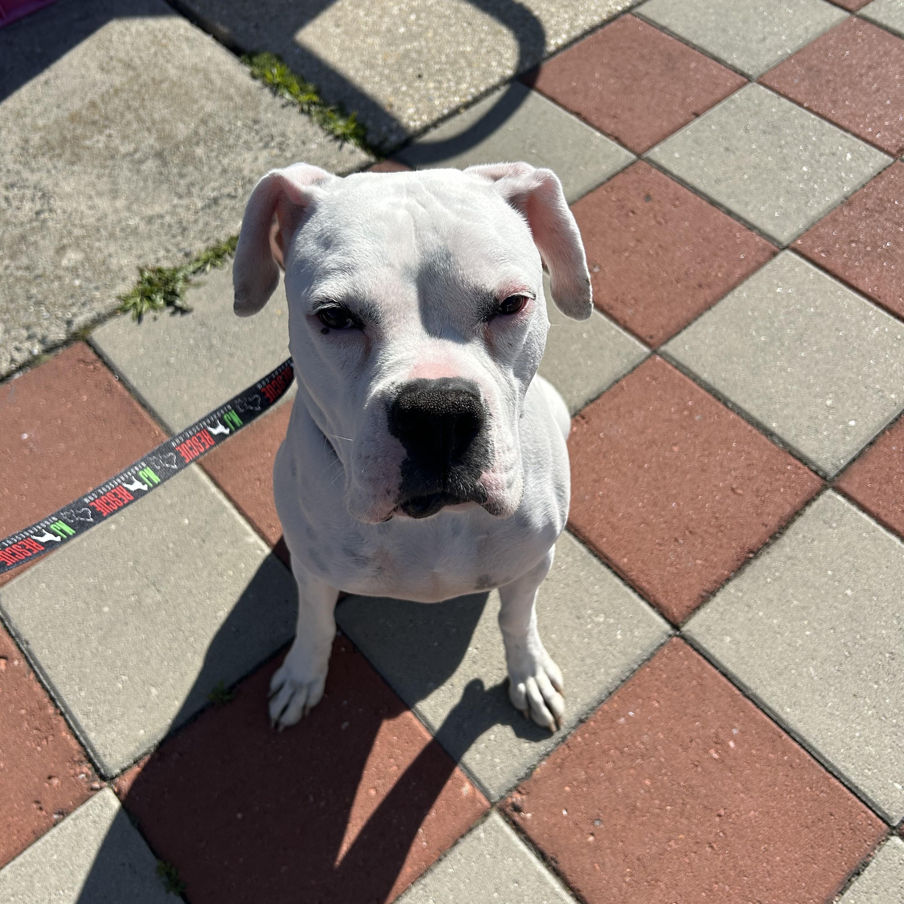 Titian, an adopted Boxer in Middlesex, NJ image 4/5