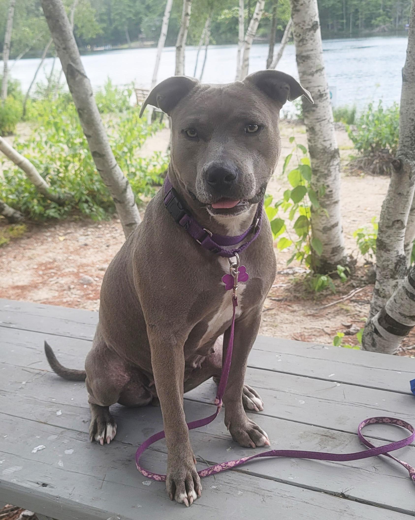 Winter Joy, Adoptable, Adult Female Pit Bull Terrier.