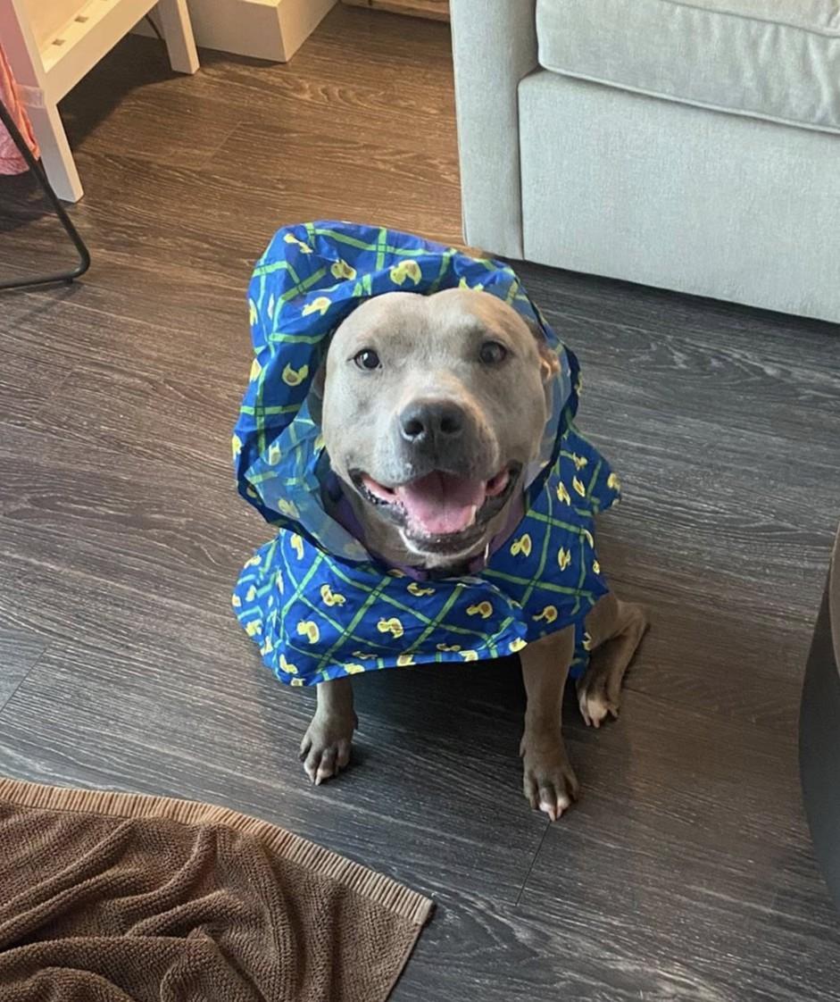 Winter  Joy, an adoptable Pit Bull Terrier in SOUTH WEYMOUTH, MA, 02190 | Photo Image 2