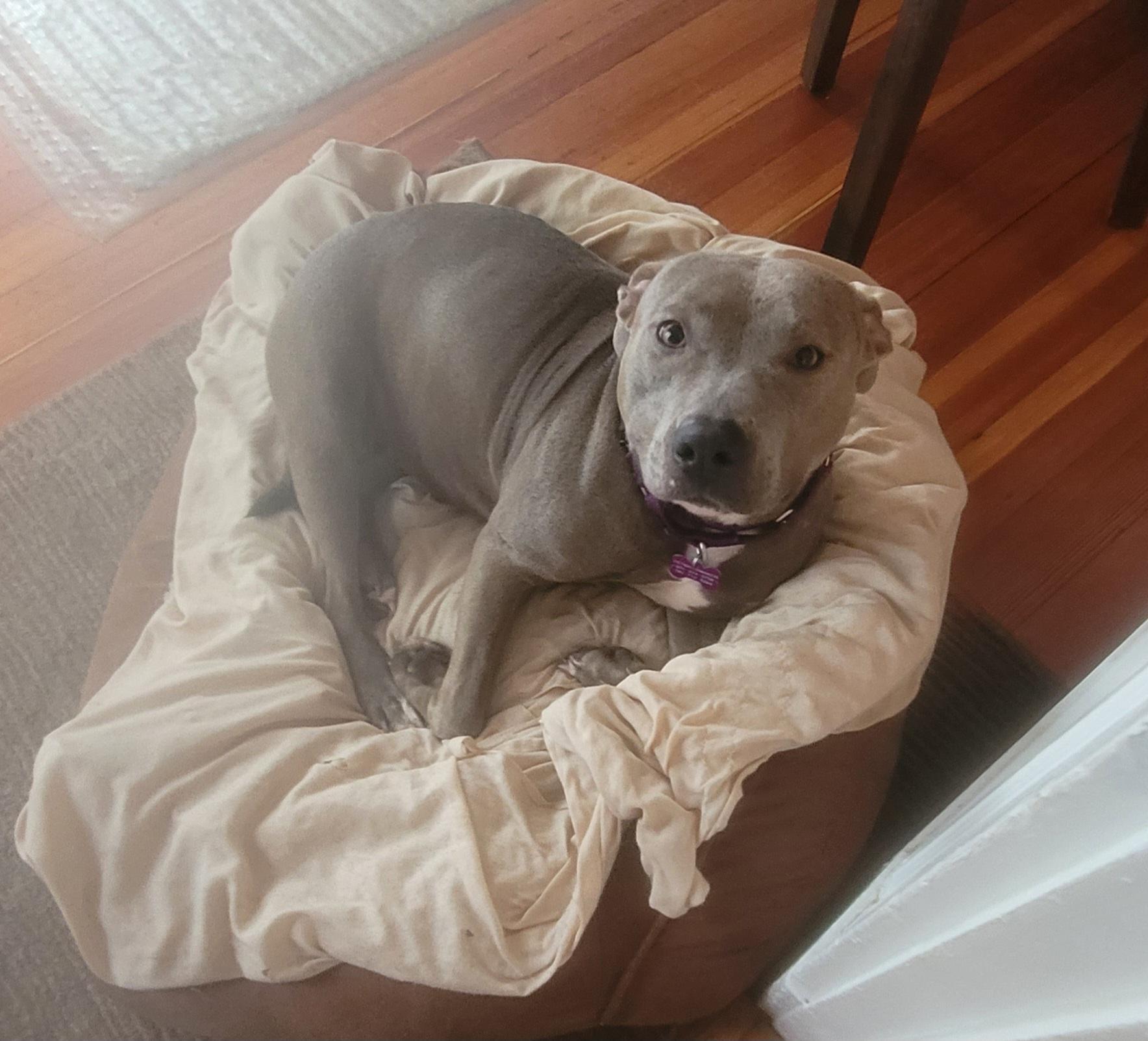 Winter  Joy, an adoptable Pit Bull Terrier in SOUTH WEYMOUTH, MA, 02190 | Photo Image 3