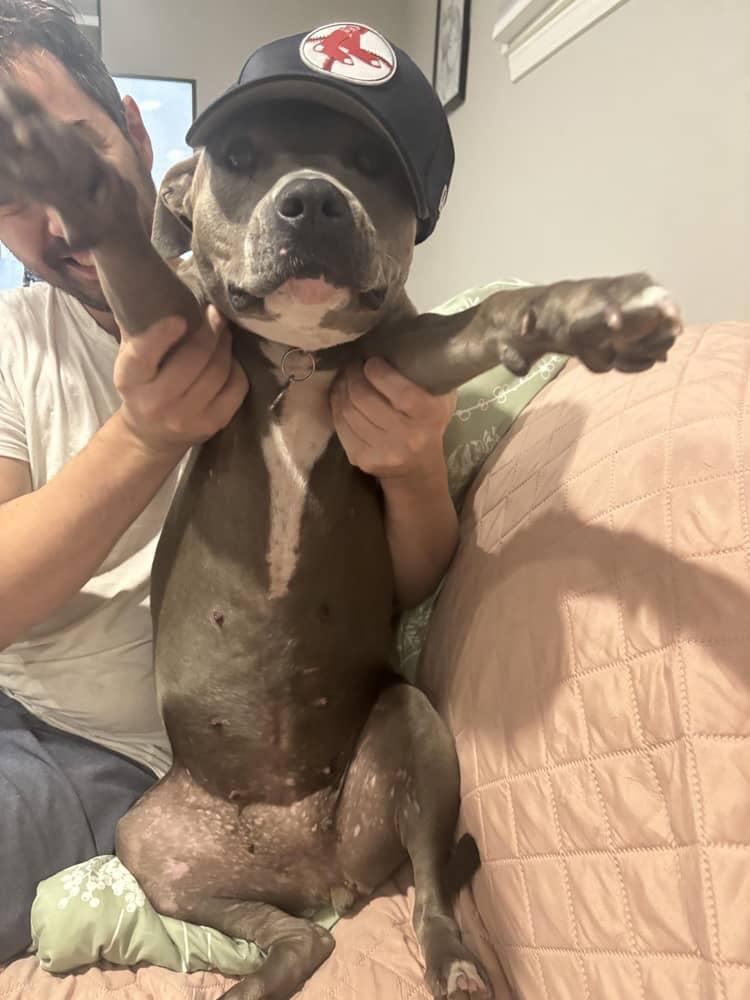 Winter Joy, a Adoptable mixed breed in Bartlett, TN image 4/5