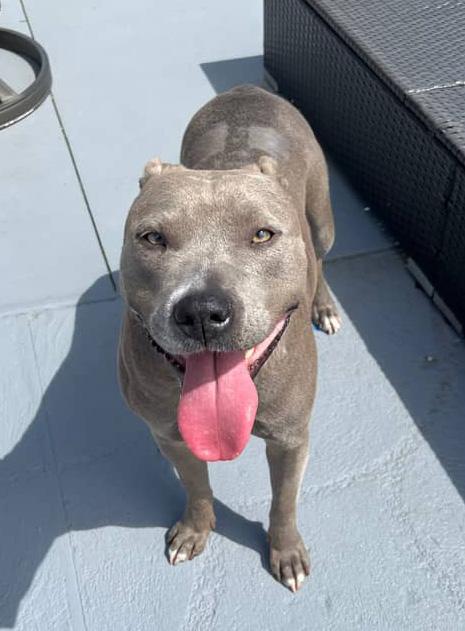 Winter Joy, a Adoptable mixed breed in Bartlett, TN image 5/5