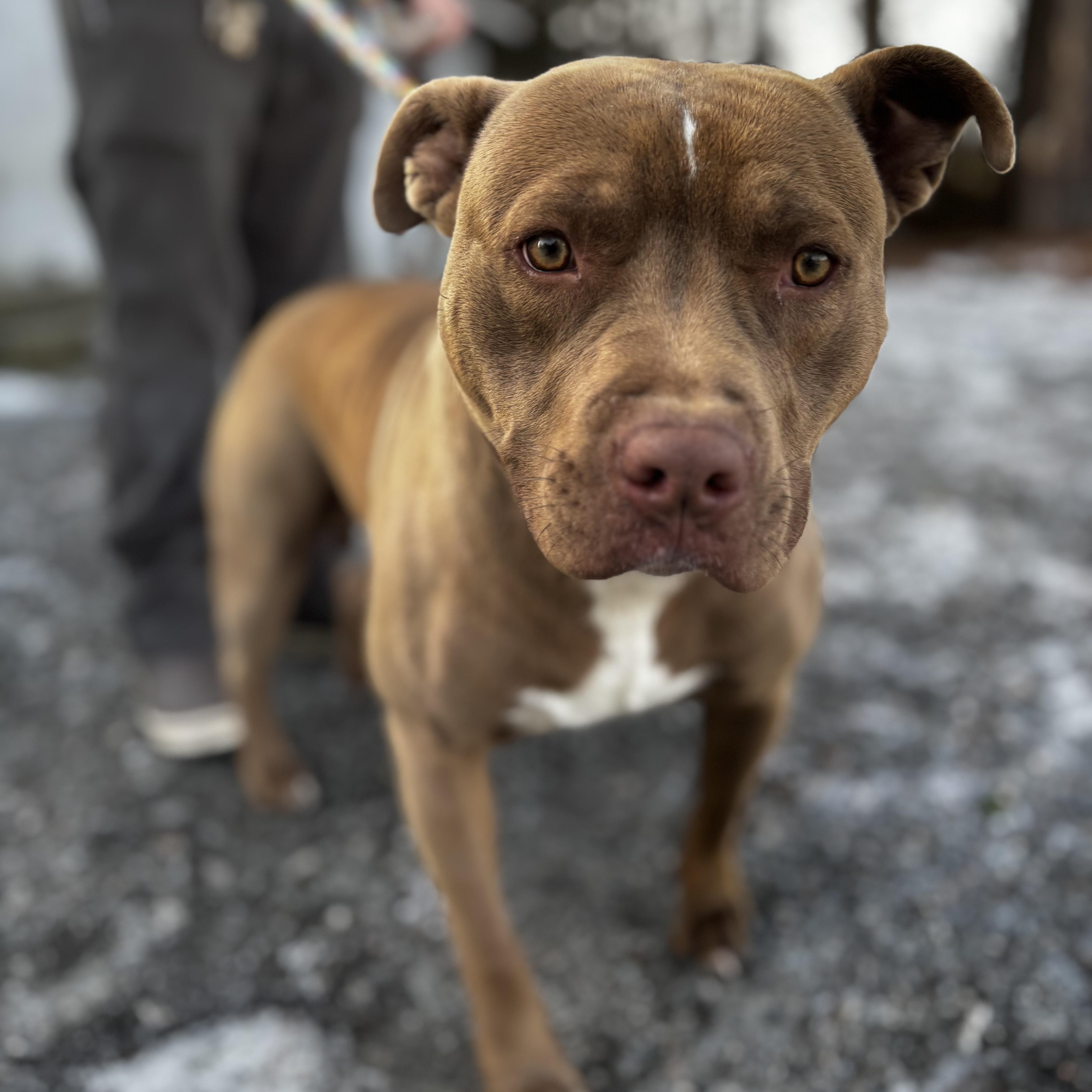 Jericho, absolute sweetheart has had a life of Neglect Let's change that now!, an adoptable mixed breed in Richmond, VA image 2/2